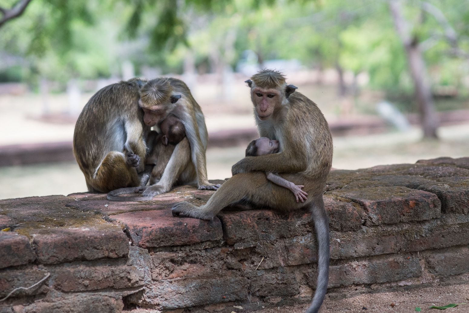 Toque macaques in Polonnaruwa, Sri Lanka